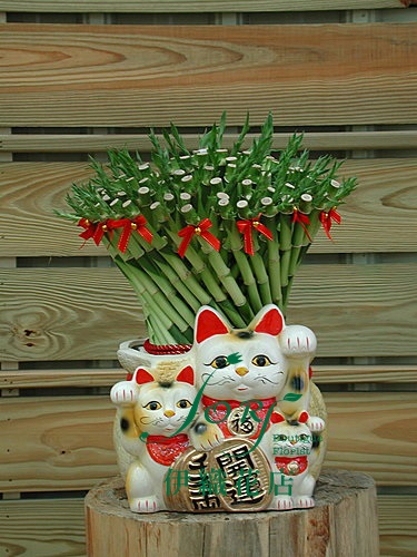 招财猫开运竹~喵!